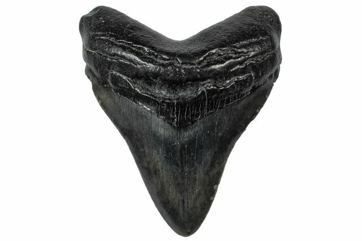 Fossil Megalodon Tooth - South Carolina #301836